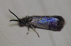 Eriocraniella platyptera 126256112 by Nick Block. Used under a CC BY 4.0 license.