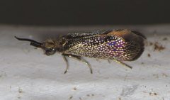 Eriocraniella platyptera 7554072 by Nick Block. Used under a CC BY 4.0 license.
