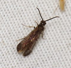 Eriocraniella platyptera 7554074 by Nick Block. Used under a CC BY 4.0 license.