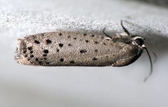 Homadaula anisocentra by Ash from Northern Virginia, USA. Used under a CC BY 2.0 license.