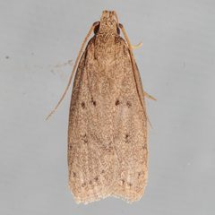 Autosticha kyotensis by Victor Engel. Used under a CC BY 4.0 license.