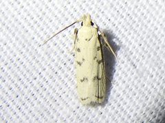 Glyphidocera lactiflosella by Sam Kieschnick. Used under a CC BY 4.0 license.
