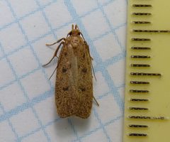 Glyphidocera septentrionella by Dendroica cerulea. Used under a CC BY 2.0 license.