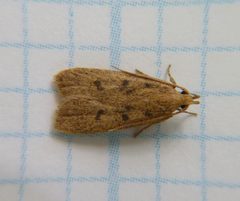 Glyphidocera septentrionella1 by Dendroica cerulea. Used under a CC BY 2.0 license.