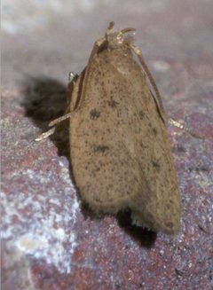 Glyphidocera septentrionella P1200095a by 
xpda. Used under a CC BY-SA 4.0 license.