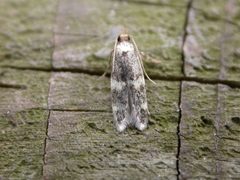 Oegoconia deauratella by Donald Hobern. Used under a CC BY 2.0 license.