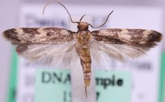 Oegoconia novimundi by Marko Mutanen, University of Oulu. Used under a Public domain license.
