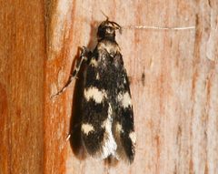 Oegoconia novimundi 01 by CBG Photography Group, Centre for Biodiversity Genomics. Used under a CC0 license.