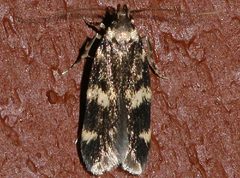 Oegoconia novimundi 02 by CBG Photography Group, Centre for Biodiversity Genomics. Used under a CC0 license.