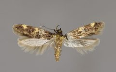 Oegoconia novimundi E-MK-17634a by Michael Kurz. Used under a CC BY-SA 3.0 at license.