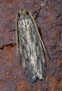 Spinitibia hodgesi P1460006a by 
xpda. Used under a CC BY-SA 4.0 license.