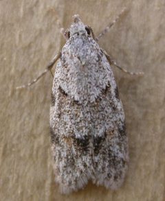 Symmoca signatella by dhobern. Used under a CC BY 2.0 license.