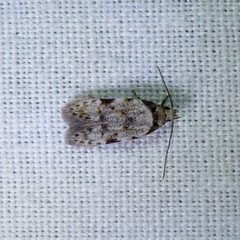 Taygete attributella by Dendroica cerulea. Used under a CC BY 2.0 license.