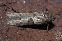 Blastobasis glandulella P1100203a by 
xpda. Used under a CC BY-SA 4.0 license.