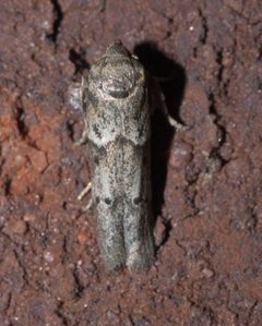 Blastobasis glandulella P1100844a by 
xpda. Used under a CC BY-SA 4.0 license.