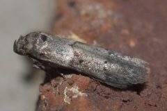 Blastobasis glandulella P1130184a by 
xpda. Used under a CC BY-SA 4.0 license.