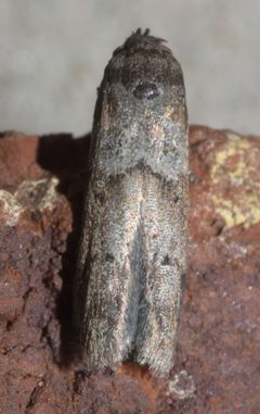 Blastobasis glandulella P1130185a by 
xpda. Used under a CC BY-SA 4.0 license.