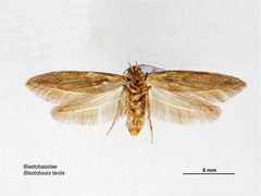 Blastobasis tarda ventral by Caroline Harding, MAF. Used under a CC BY 3.0 au license.