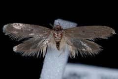 Holcocera chalcofrontella by Jeremy deWaard, University of British Columbia. Used under a CC BY 3.0 license.