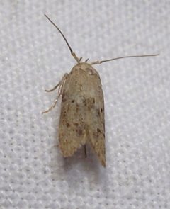 Holcocera chalcofrontella 1 by Jacy Lucier. Used under a CC BY-SA 4.0 license.