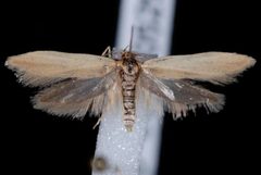 Holcocera immaculella by Jeremy deWaard, University of British Columbia. Used under a CC BY 3.0 license.