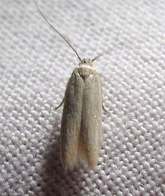 Holcocera immaculella 1 by Jacy Lucier. Used under a CC BY-SA 4.0 license.