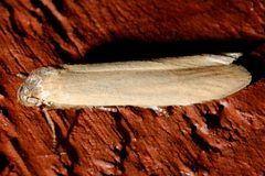 Holcocera immaculella 2 by CBG Photography Group, Centre for Biodiversity Genomics. Used under a CC0 license.