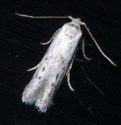 Hypatopa punctiferella - inat 56935515 by {{{name}}}. Used under a CC BY-SA 4.0 license.