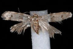 Hypatopa simplicella by Jeremy deWaard, University of British Columbia. Used under a CC BY 3.0 license.