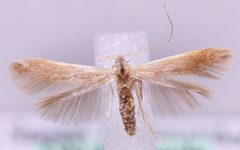 Coleophora badiipennella by Marko Mutanen, University of Oulu. Used under a CC0 license.
