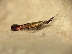 Coleophora deauratella 1 by dhobern. Used under a CC BY 2.0 license.