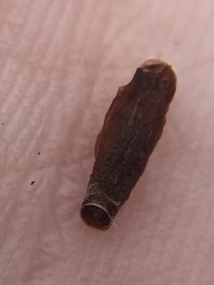 Coleophora deauratella 170510631 by Stephen Thorpe. Used under a CC BY 4.0 license.
