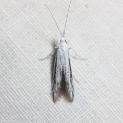Coleophora discostriata 915265 by Ken-ichi Ueda. Used under a CC BY 4.0 license.