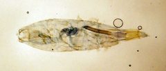 Coleophora glaucicolella by SIP Haapala. Used under a Copyrighted free use license.