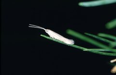 Coleophora laricella by Andrea Battisti, Università di Padova, Italy. Used under a CC BY 3.0 license.