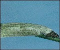 Coleophora laricella larva in case by Scott Tunnock and Roger B. Ryan USDA entomologists. Used under a Public domain license.