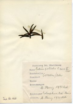 Stellwaag 00439a01 by Klaus Rassinger (Museum Wiesbaden). Used under a CC BY-SA 4.0 license.