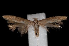 Coleophora pruniella by Jeremy deWaard, University of British Columbia. Used under a CC BY 3.0 license.