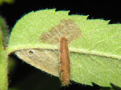 Coleophora serratella by J. Lång. Used under a Copyrighted free use license.