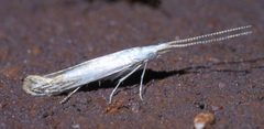 Coleophora tiliaefoliella P1610856a by
xpda. Used under a CC BY-SA 4.0 license.