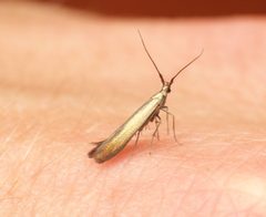 Coleophora trifolii - Flickr - Bennyboymothman by Ben Sale from UK. Used under a CC BY 2.0 license.