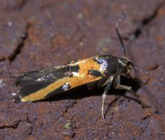 Euclemensia bassettella P1450945a by 
xpda. Used under a CC BY-SA 4.0 license.