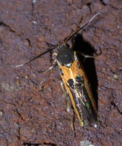 Euclemensia bassettella P1450946a by 
xpda. Used under a CC BY-SA 4.0 license.
