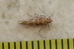 Anatrachyntis rileyi 181784080 by Richard Fuller. Used under a CC0 license.