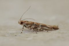 Anatrachyntis rileyi 181784086 by Richard Fuller. Used under a CC0 license.
