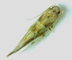 Anatrachyntis rileyi 241284359 by Ken Kneidel. Used under a CC0 license.