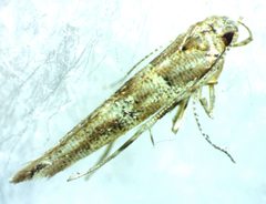 Anatrachyntis rileyi 241284385 by Ken Kneidel. Used under a CC0 license.