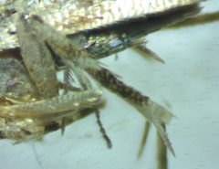 Anatrachyntis rileyi 241284418 by Ken Kneidel. Used under a CC0 license.