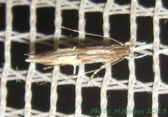 Cosmopterix attenuatella. by Tonton Bernardo. Used under a CC BY-SA 3.0 license.