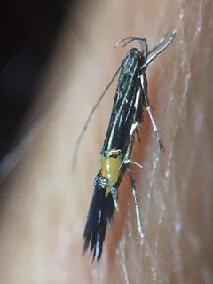 Cosmopterix attenuatella 255238560 by Stephen Thorpe. Used under a CC BY 4.0 license.